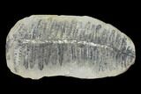 Pecopteris Fern Fossil (Pos/Neg) - Mazon Creek #92306-1